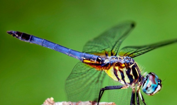 Descubierta una nueva especie de libélula