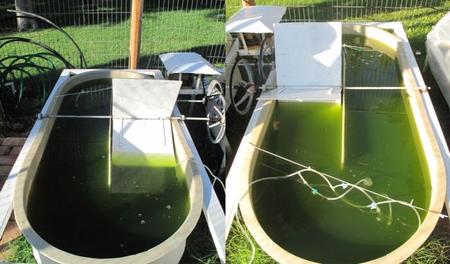 Realizan cultivos de microalgas en plantas cementeras para mitigar gases de efecto invernadero