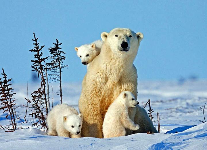 OSPAR tomará en breve una decisión sobre la creación de un santuario Ártico