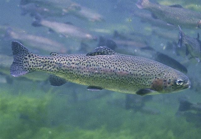 Desvelado el perfil genético de la trucha arcoíris (Oncorhynchus mykiss)