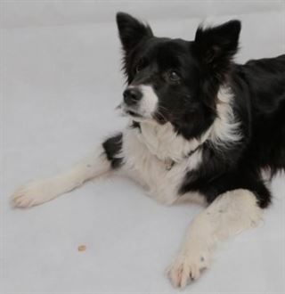 La ‘recompensa’ es la clave de la habilidad del perro para resolver problemas