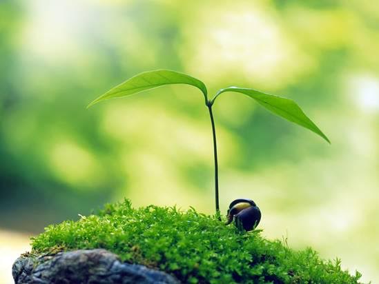 Gestión Sostenible del Ambiente