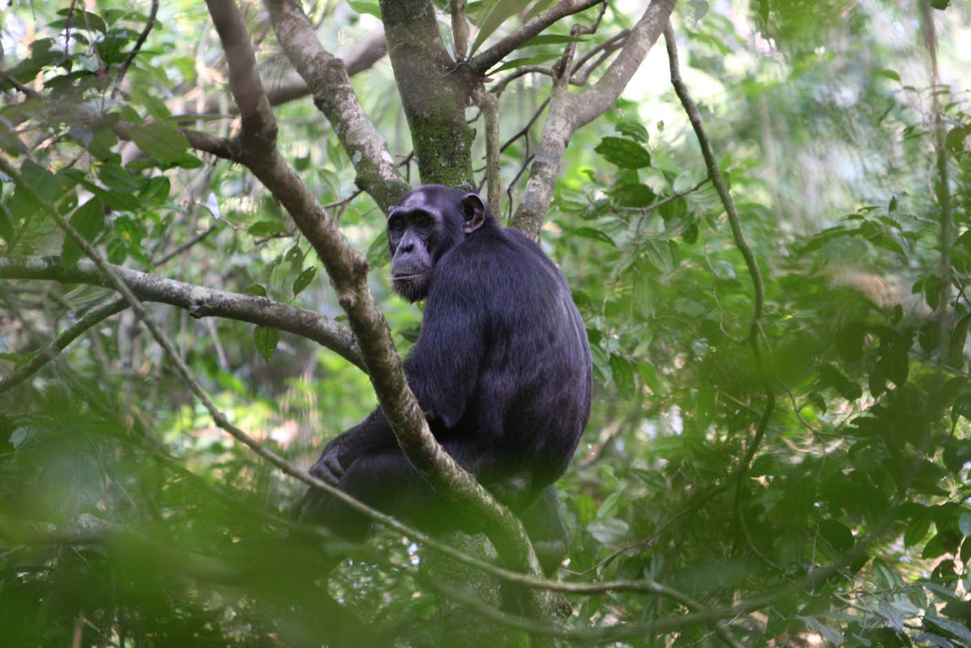 Los chimpancés son espontáneamente generosos