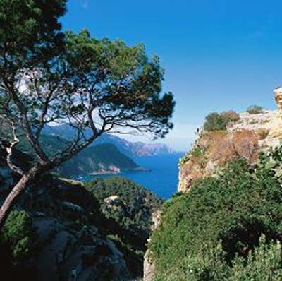 La superficie forestal en Baleares ha mermado un 1% los últimos diez años