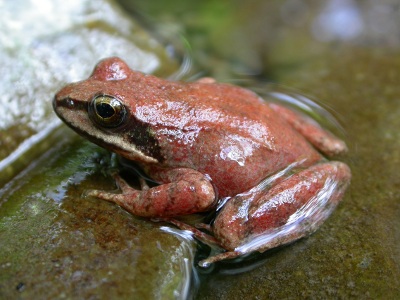 Huesca contra el actual  plan de conservación de la rana pirenaica