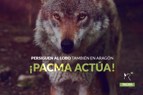 Están persiguiendo al lobo también en Aragón