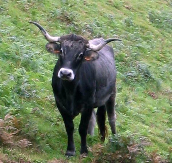 Las razas Tudanca y Monchina en peligro de extinción