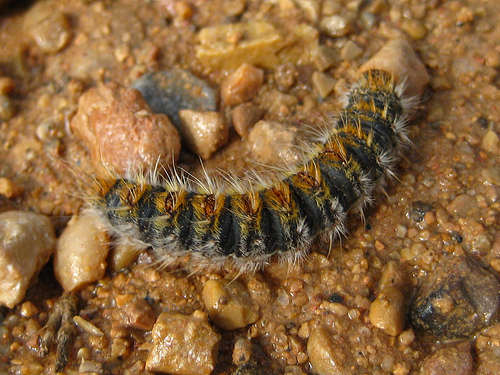 Mejores planes de gestión forestal