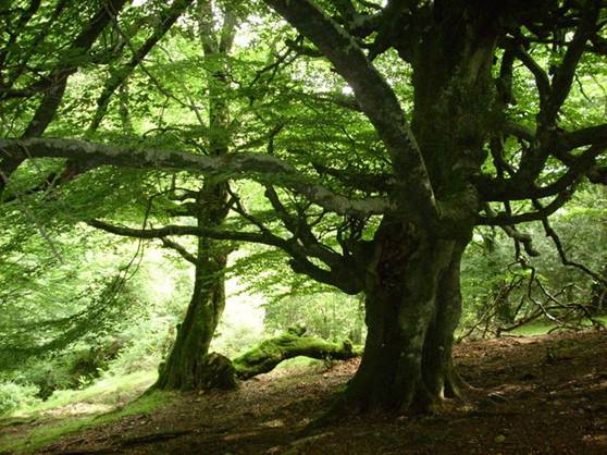Pobres bosques centenarios