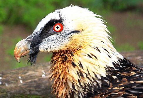 Nace el primer pollo de quebrantahuesos de la temporada en el Centro de Cría de Cazorla