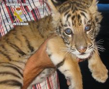 El Seprona decomisa una cría de tigre sin documentación en un circo instalado en Playa San Juan