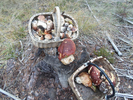 El proyecto Micosylva+ valora en 65 millones de euros el valor generado por la micología en Castilla y León