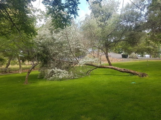 Expertos preparan una guía para que los municipios evalúen correctamente los riesgos del arbolado urbano