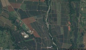 Costa Rica. Ministro ordena analizar permisos de piñeras en el país