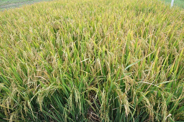 El Caribe apuesta decididamente por la agricultura climáticamente inteligente