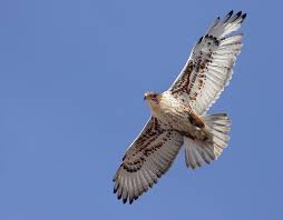 Canarias: Disparar a aves protegidas podría suponer ir a la cárcel