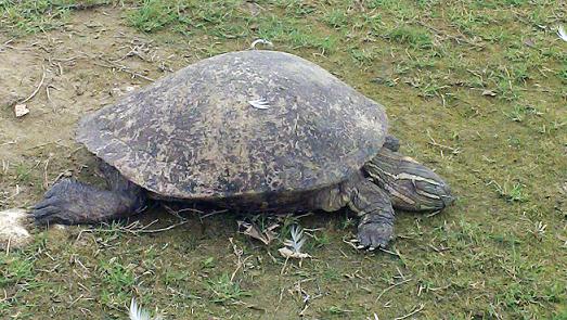 Rescata Medio Ambiente 205 tortugas pseudemys