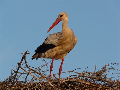 Detectan contaminantes en huevos de Doñana