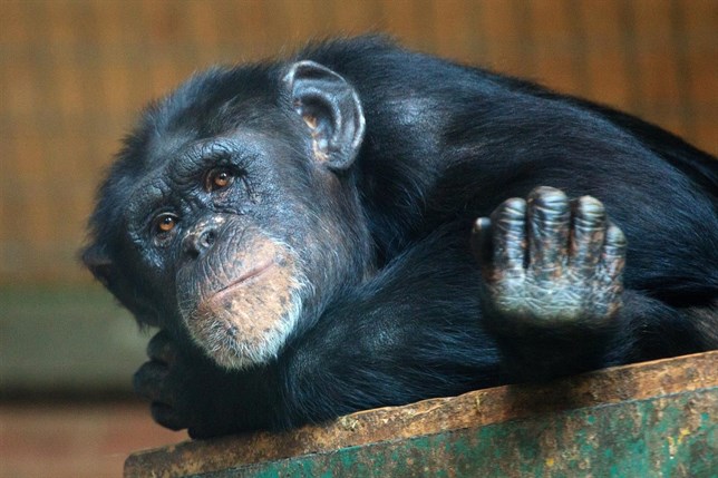 Los chimpancés no ayudan a los demás