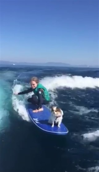 Perro ‘surfero’ (Mira VIDEO)