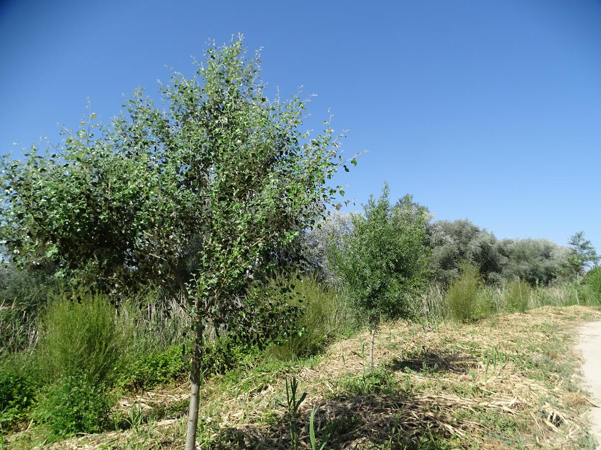 Estreno en Cieza de un corto de animación sobre la migración de los barbos