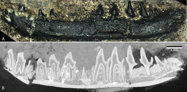 Tres especies de roedores del Jurásico son la misma