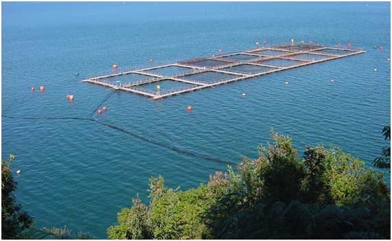 La insostenibilidad de los salmones chilenos