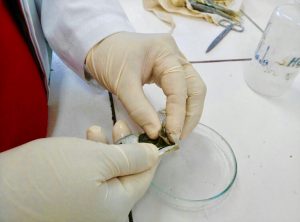 Costa Rica. Por qué murieron los peces en el Golfo de Nicoya