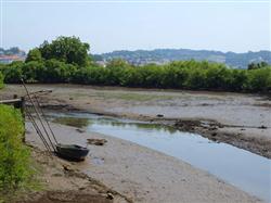 Europa distingue los trabajos realizados por el Gobierno Vasco para la erradicación de la planta invasora Baccaris