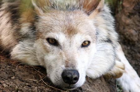 Ningún animal está a salvo de la extinción