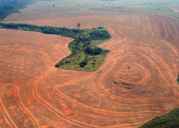 Brasil como los cangrejos frente al medio ambiente