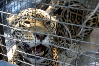 Mozambique encarcelará a los traficantes de animales