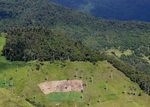 Disminuye el ritmo de deforestación a escala global respecto a la última década