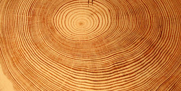 Los anillos de los árboles ayudan a evaluar y prevenir avenidas torrenciales