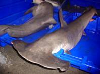 OCEANA lamenta que CITES proteja UNA SOLA ESPECIE de TIBURÓN de las ocho propuestas