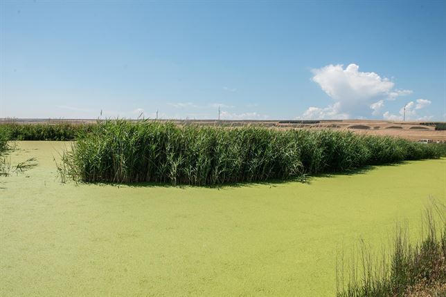 Navarra restaura el humedal del Salobre de Sesma