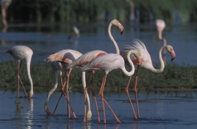 Torrevieja promocionará en Reino Unido las Lagunas de La Mata y Torrevieja como "paraíso de las aves"