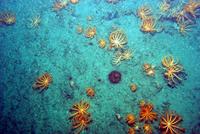 Investigadores del Instituto Español de Oceanografía (IEO) exploran los fondos del cañón de Avilés