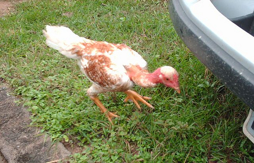 La conservación de la biodiversidad ha generado 250.000 jornales en 2009 en Andalucía