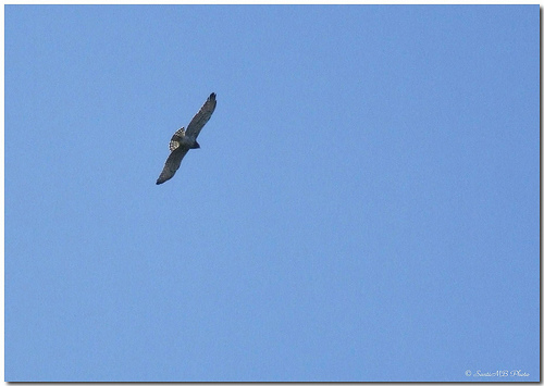 Técnicos de Medio Ambiente rescatan 11 pollos de águila imperial en situación de peligro durante 2009