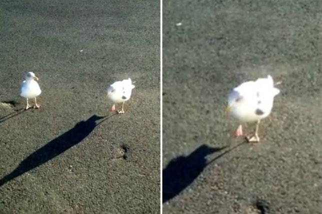 El baile de la gaviota y unas patatas (Ver VIDEO)