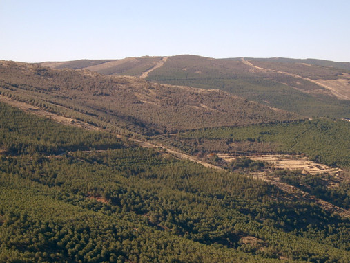 Pinares menos densos para adaptarse al calentamiento global