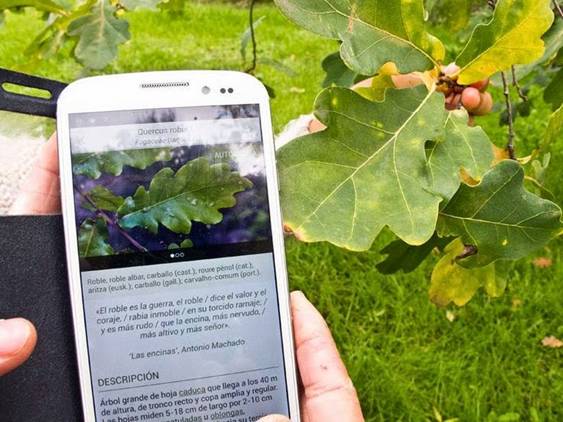 ‘ARBOLAPP’ para identificar árboles en Península y Baleares