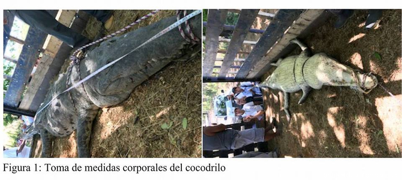 Costa Rica. 6.000 personas firman petición contra lagarteada