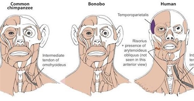 El bonobo y los humanos