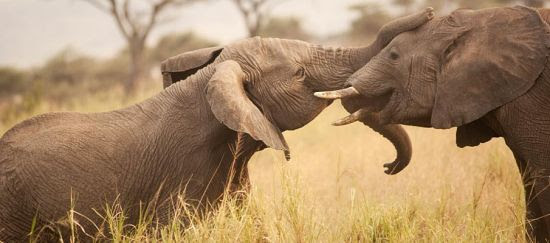 Defiende los elefantes de Tanzania