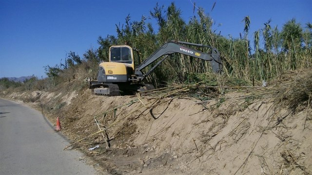 La CHS recupera el bosque de ribera en el paraje de La Barratera de Cieza