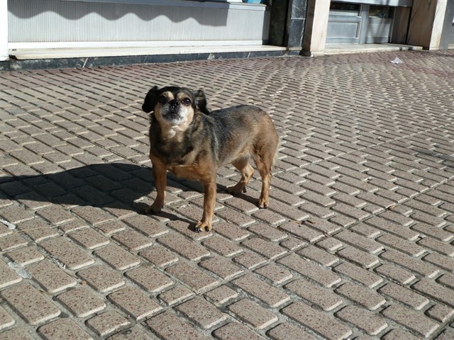 Abierto el período para mejorar la futura Ley de Protección y Defensa de los Animales en C-LM