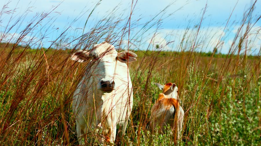 Ganadería boliviana ‘al límite’ por el calentamiento global