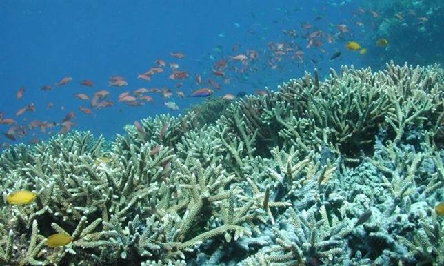 Los corales han sobrevivido a cinco extinciones masivas y ahora ya tienen una completa base de datos genética